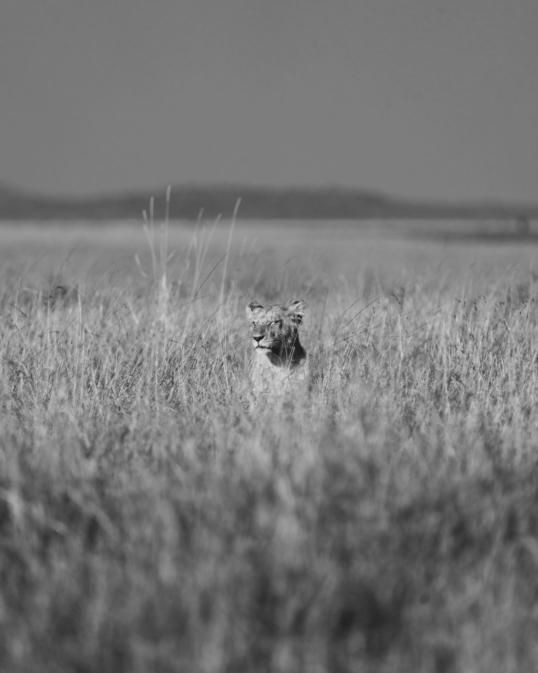 Wildlife photography